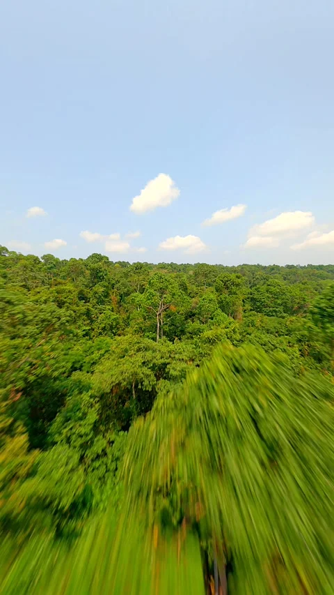 A dynamic FPV drone flight over dense tropical rainforest in Thailand. Stock Footage 257729941
