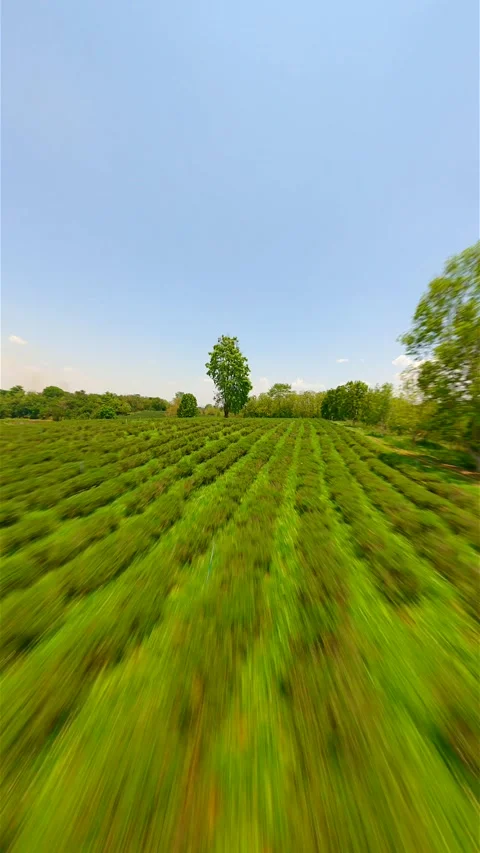 Dynamic FPV drone flight over tea plantation in Chiang Rai, Thailand. Stock Footage 276359973