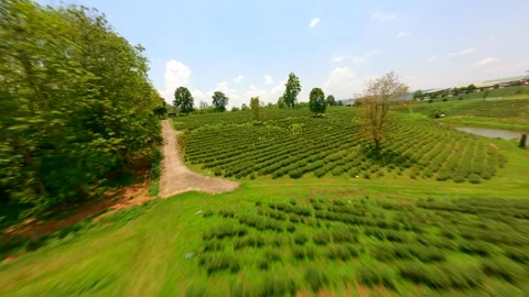 Dynamic FPV drone flight over tea plantation in Chiang Rai, Thailand. Stock Footage 276359997