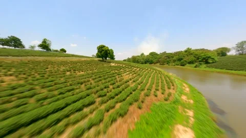 Dynamic FPV drone flight over tea plantation in Chiang Rai, Thailand. Stock Footage 279798261