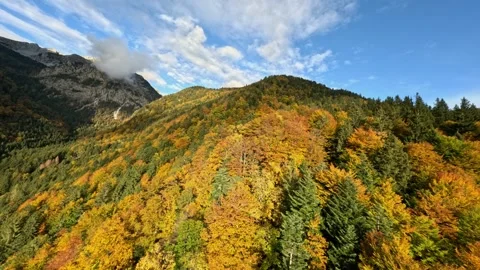 Dynamic FPV Drone Shot: Weaving Through Golden Autumn Trees and Fall Colors Stock Footage 321149771