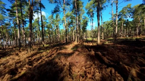 Dynamic FPV Drone View Over Spring Forest Bushes Woburn Stock Footage 337511505