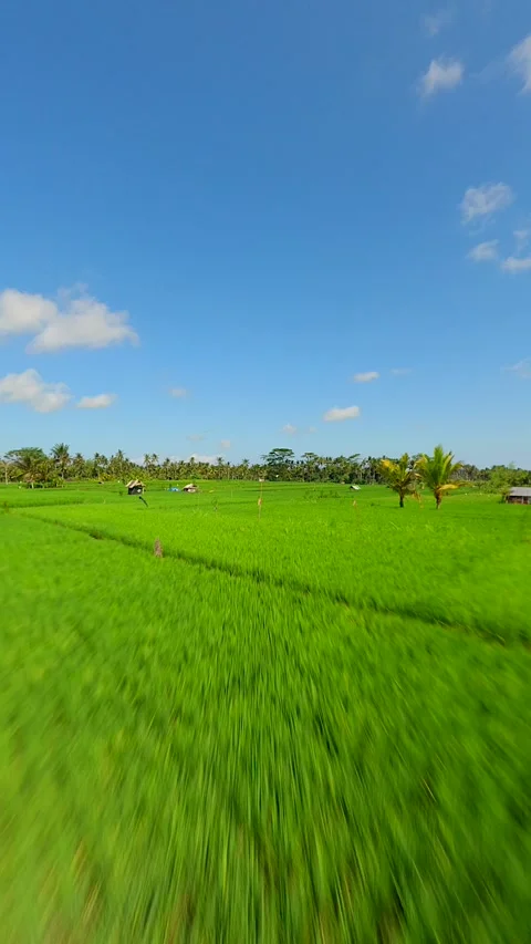 Dynamic FPV Flight Over Beautiful Green Rice Fields In Bali, Indonesia. Stock Footage 295885673