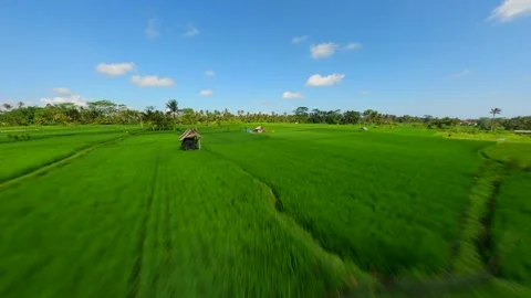 Dynamic FPV Flight Over Beautiful Green Rice Fields In Bali, Indonesia. Stock Footage 295885679