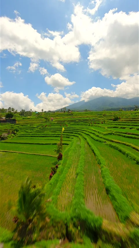 Dynamic FPV Flight Over Beautiful Green Rice Fields In Bali, Indonesia. Stock Footage 297704811