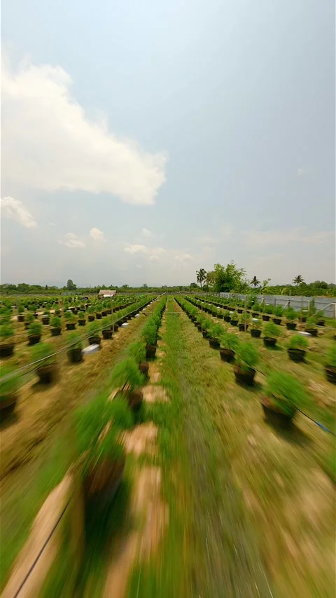 Dynamic FPV Flight Over Outdoor Organic Marijuana Plantation Thailand Stock Footage 268142647