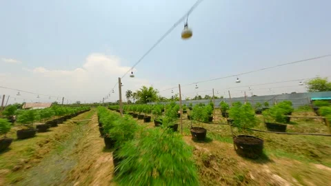 Dynamic FPV Flight Over Outdoor Organic Marijuana Plantation Thailand Video stock 268142689