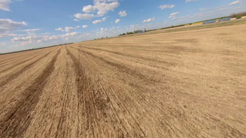 Dynamic FPV flight over sunflower fields Stock Footage 157650152