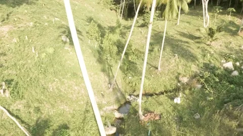Dynamic FPV Flight Over Wild Banana and Coconut Trees  Koh Phangan Stock Footage 332794596