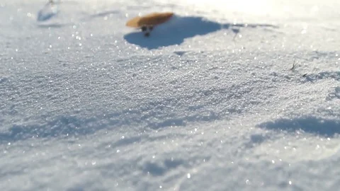 Dynamic frame in the woods snow sparkles in the sunset Stock Footage 70421556