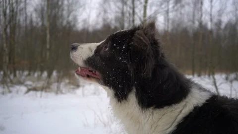 Dynamic game of fetch the stick between owner and pet in the snow, 4k Stock-Footage 86607594