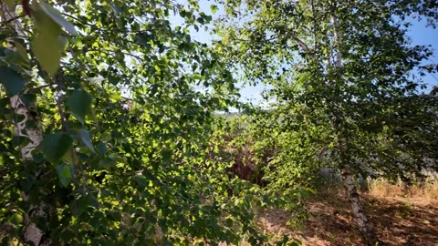 A dynamic golden hour frame capturing a breeze-blown silver birch tree. The d Stock Footage 337934413