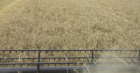 Dynamic grain harvesting, 4K slomo Stock Footage 256364336