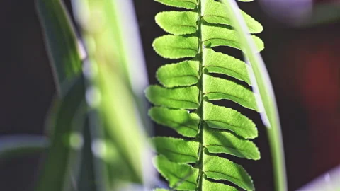 Dynamic Green Ferns in Sunlight with Soft Bokeh and Natural Motion (ProRes 422) Stock Footage 324600457