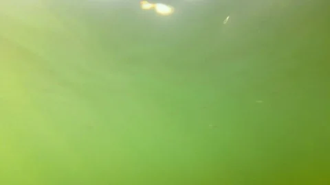 Dynamic Green Underwater Waves Background; Fish Near the Water Surface Stock Footage 103630286