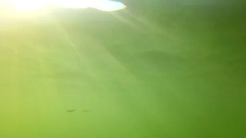 Dynamic Green Underwater Waves Background; Sun Rays and Fish in the Water Stock Footage 103630290
