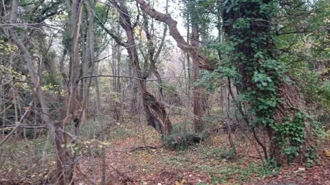 Dynamic ground view of autumn leaves and ivy in natural motion Stock Footage 321650870