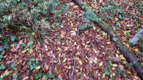 Dynamic handheld movement over autumn forest ground with colorful leaves Stock Footage 321650961