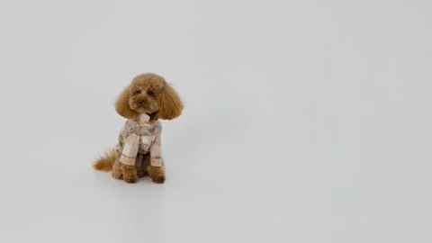 Dynamic image of enthusiastic poodle against plain white backdrop Stock Footage 327205717