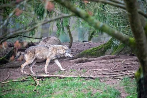 A dynamic image of a majestic grey wolf gracefully moving through its natural Stock Photos