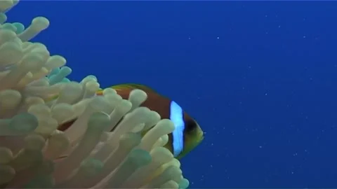 Dynamic Interaction Between Anemonefish and Host Anemone Stock Footage 300233954