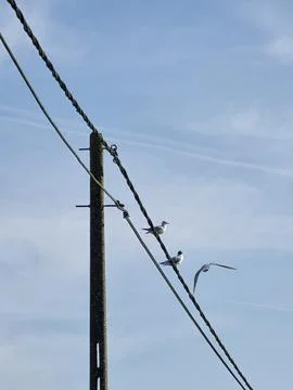 Dynamic Interaction – Birds and Infrastructure Foto stock