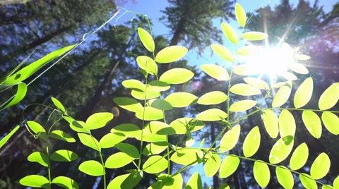 Dynamic Leaf Clip3 C0014 60fps 4k Vidéo 64186018