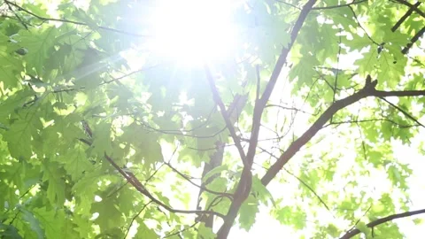 Dynamic light patterns through lush maple foliage with shifting perspectives Stock Footage 308715125