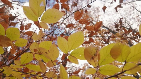Dynamic Low Angle Autumn Canopy In Strong Wind With Leaves Whipping Across Le Stock-Footage 329058055