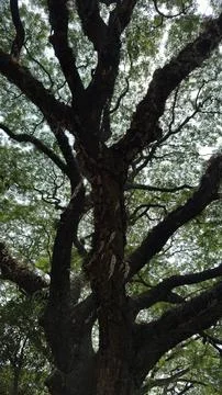 Dynamic low angle view of an ancient tree's rough textured trunk and a comple Stock Photos