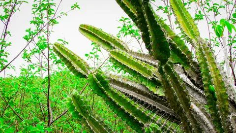 Dynamic low-angle view of a robust green cactus, highlighting its spiky tex.. Foto stock