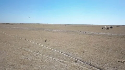 Dynamic low circular shot around feral dog and vultures and a small animal co Stock Footage 80988225