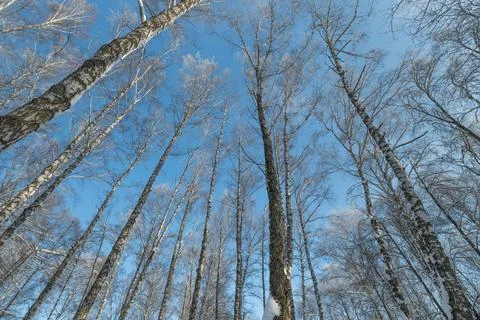 Dynamic lowangle birch trunks reaching sky, dramatic converging lines, highcontr Foto stock
