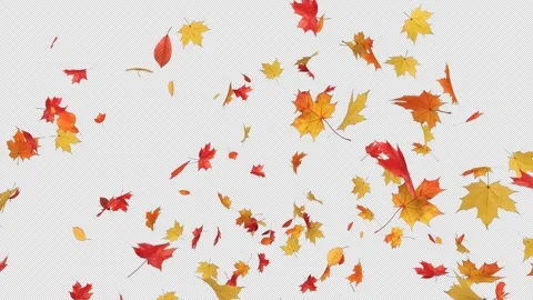 Dynamic Maple Blast Alpha Overlay Stock Footage 314055147