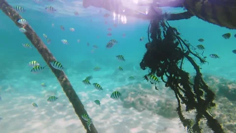 Dynamic Marine Life Activity Around Submerged Ropes in Hikkaduwa Stock Footage 331074535