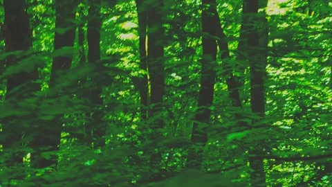 Dynamic motion in the green summer forest. abstract woods landscape. Stock Footage 90735910