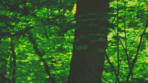 Dynamic motion in the green summer forest. abstract woods landscape. Stock Footage 90736042