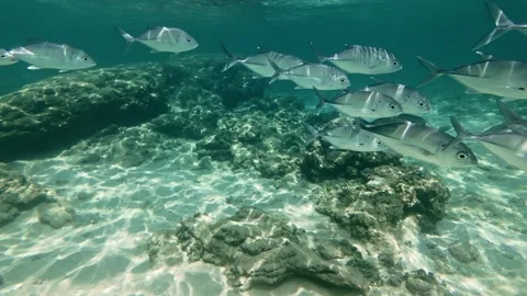 Dynamic Motion Of Schooling Silver Fish In Clear Indian Ocean Shallows Stock Footage 329705356