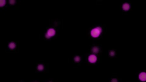Dynamic motion of vibrant pink particles in a black background for visual e.. Stock Footage 342630437