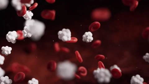 Dynamic motion of white blood cells and red blood cells flowing through blo.. Stockbeeldmateriaal 332228042