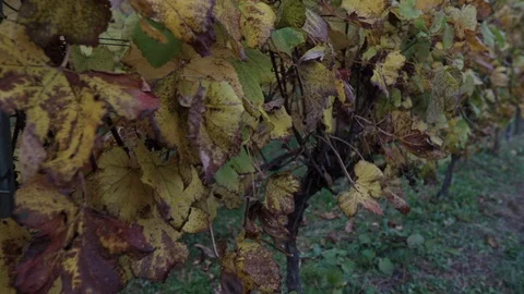 Dynamic move towards fall vinyard path 스톡 동영상 97816289