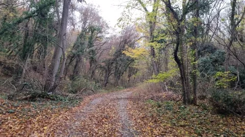 Dynamic movement along forest path with autumn leaves and dense trees Stock Footage 321650872