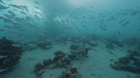 Dynamic Movement of Fusilier Fish School Video stock 333576598