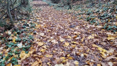 Dynamic movement over forest floor covered with colorful autumn leaves Stock Footage 321651057