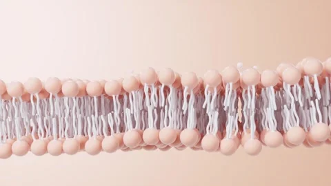 Dynamic movement of a phospholipid bilayer membrane as small molecules inte.. 스톡 동영상 327343093