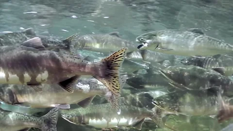Dynamic Movements of a School of Salmon in Crystal-Clear Waters Stock Footage 340435279