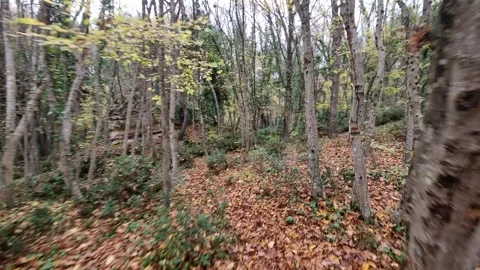 Dynamic moving shot through autumn forest with trees, foliage and depth Stock Footage 321651001