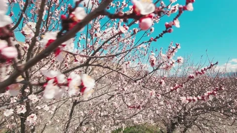 Dynamic panning view blossoming trees with mountains panorama background. Geo Stock Footage 151579420
