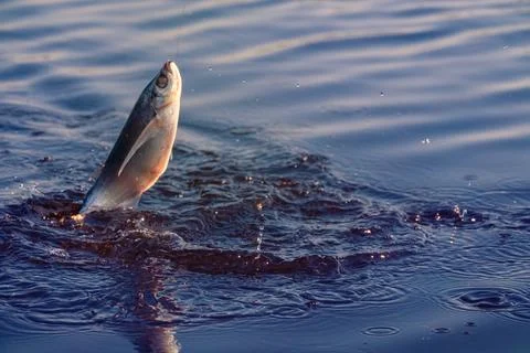 Dynamic picture when Sabrefish are fishing Stock Photos