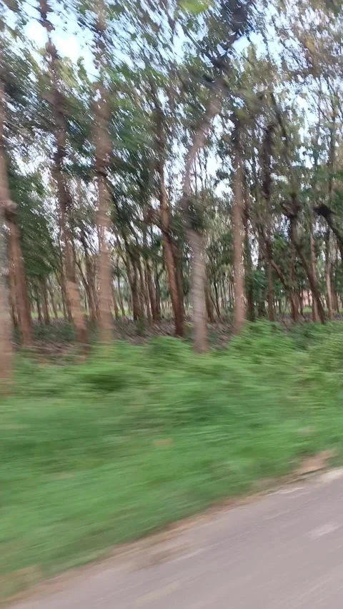 A dynamic point-of-view shot capturing a speedy road trip through nature. Stock Footage 315310593